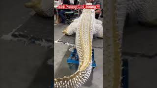 Download lagu Buaya Putih Dijadikan Patung !!! Cari Untung !!! mp3