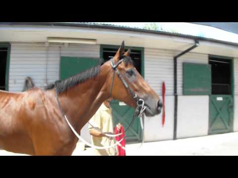 VIDEO PAQUITA COQUETA Champion sprinter in Chile by Scat Daddy