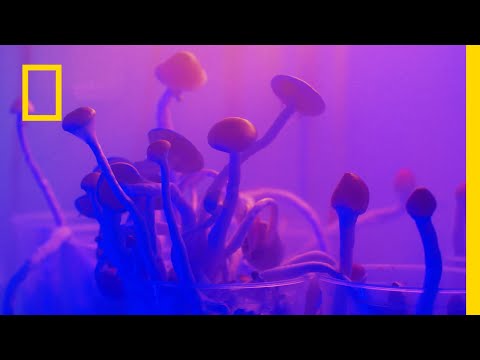 Niektórzy nazywają to świętym graalem psychodelików! | Ciemna strona świata