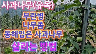 부란병,나무좀, 동해입은 사과나무 살리는 방법/M9자근묘 동해,나무좀,부란병 너무 잘 걸림