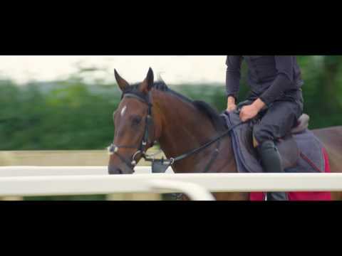Orbasa Ditcheat Thoroughbreds Update October 2016 with Paul Nicholls