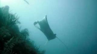 preview picture of video 'Buckeye Group Diving With Manta Ray in Utila 01/09'