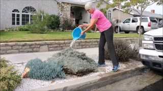 preview picture of video 'Taking Advantage of Wasted Water by Gardena Resident Char Lynch'