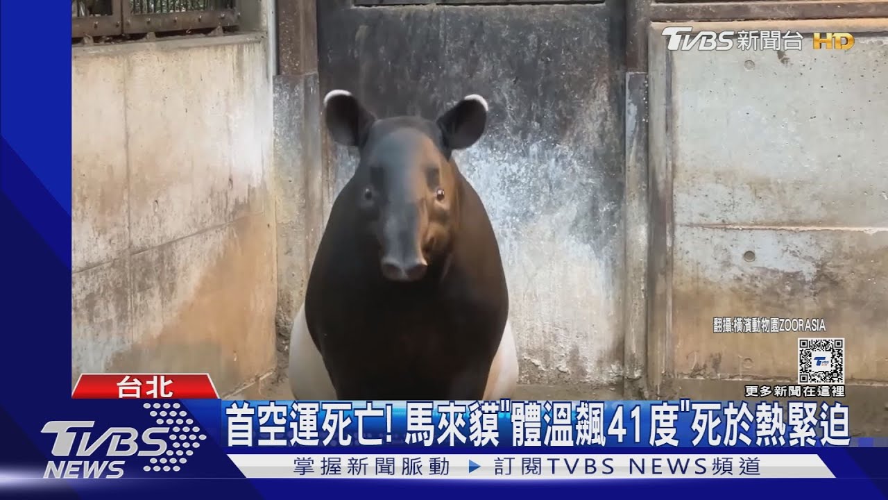 首空運死亡! 馬來貘「體溫飆41度」死於熱緊迫