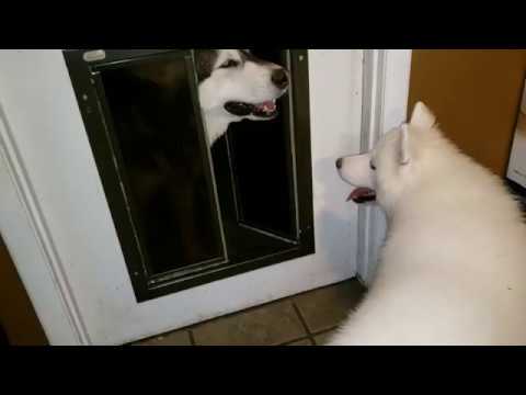 Malamute Teases His Husky Puppy…….lol