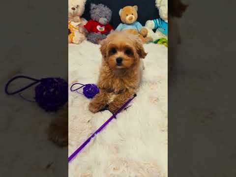 Maltipoo Welpe kaufen