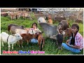 Cute little micro mini cows in my farm | Nadipathy goshala | #miniature #punganuru #shortvideos #yt