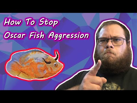 How To Stop Oscar Fish Aggression