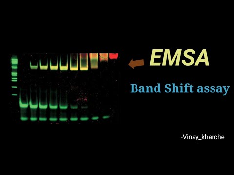 EMSA, Band shift assay - Know interaction between Dna & Rna artificially