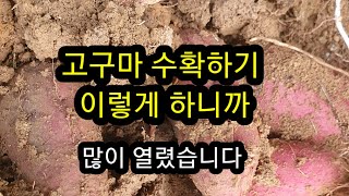 고구마 수확하기 이렇게 하니까 많이 열렸습니다
