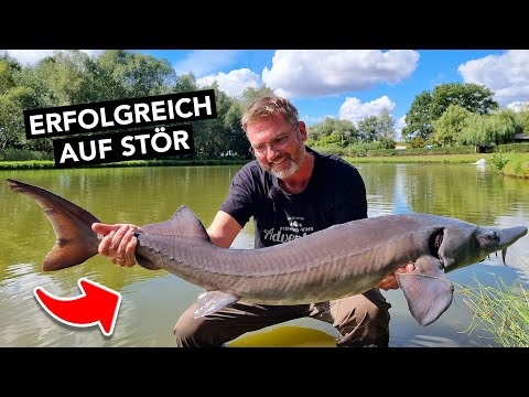 STÖRANGELN für Anfänger: Die 3 besten Montagen am Forellensee 🎣