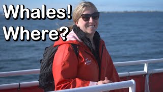 Whale watching from Reykjavik, then touring Iceland's Golden Circle ...with Two In Tow Vlog 57