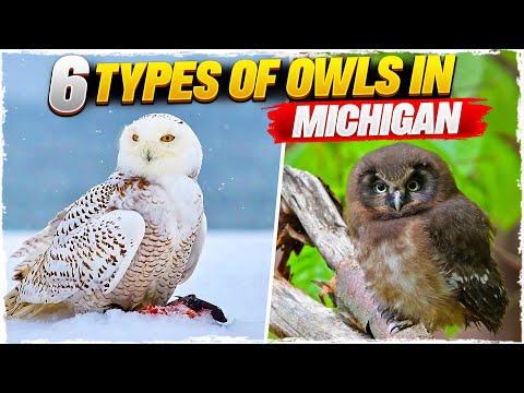 Types Of Owls In Michigan