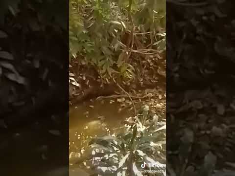 Amannyi g'obutonzi @Mutaasa2