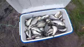 How to Catch Springtime Gizzard Shad on the River