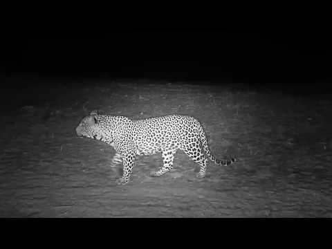 Djuma: Leopard-Tingana male quietly walks by on patrol - 03:00 -  09/08/19