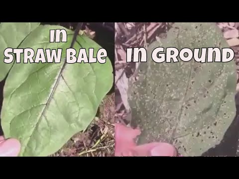 Harvesting Mitoyo Rosita Ping Tung and Little Fingers Eggplants