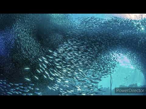 [Nightcore] ~ Snoop Dogg & Dave East & WhoiStevenYoung ~ Love You More ~ 🖤 💯 🖤💯 🖤