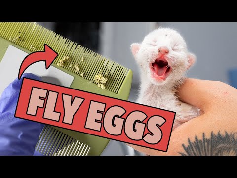Ugh. These Kittens Are Covered in Fly Eggs! (Learn what to do & how to help!)