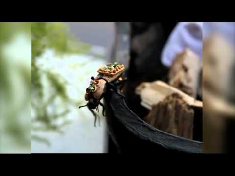 video image