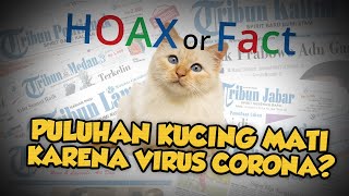 Hoax or Fact: Puluhan Kucing Mati di Karanganyar akibat Virus Corona?