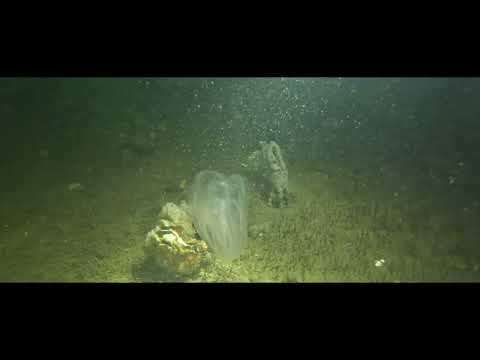 Dreischor Frans Kok Rif