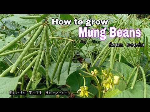 How to Grow Mung Beans From Seeds Till Harvest / Growing Green Beans from seeds at home by NY SOKHOM