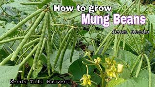 How to Grow Mung Beans From Seeds Till Harvest / Growing Green Beans from seeds at home by NY SOKHOM