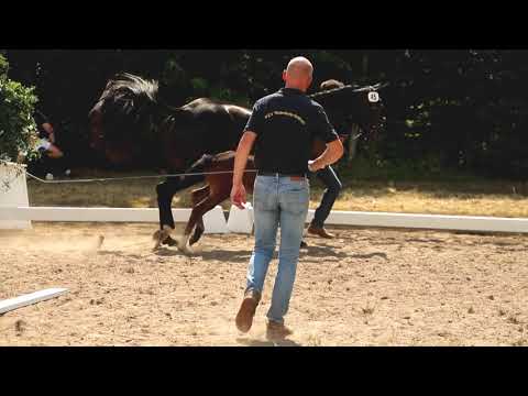 Stute, geb. 10.06.2021 – V: Nechristo M: St. Moritz – Warkant