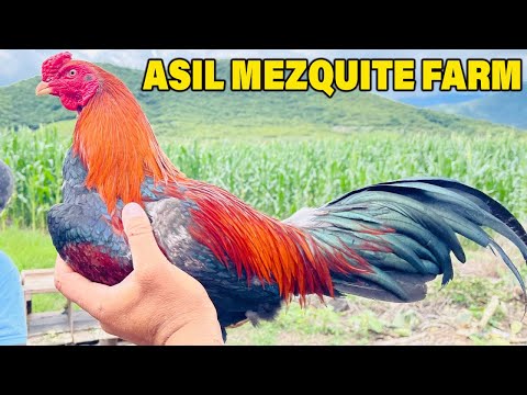 Asil Yellow Leg Sweater Albany Leiper MEZQUITE FARM - Beautiful Birds