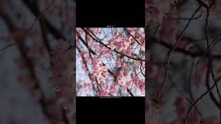 Baarish – Ash King | Aesthetic Lyrics Video #AestheticShorts #LyricsShorts #HindiSongs