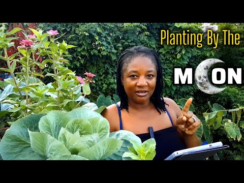Planting By The MOON Phases For the BEST Results! Detailed Daily Planting Days For OCTOBER 2025