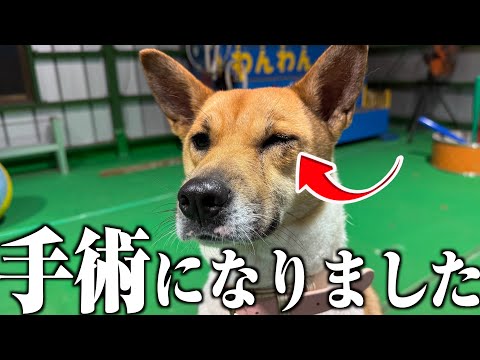 [Former rescue dog] About having your beloved dog undergo plastic surgery