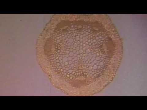 Wassertransport bei Pflanzen