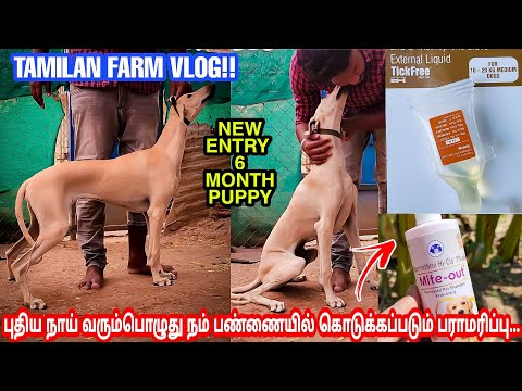 நம் பண்ணை புதிய வரவு-6 Month Female Puppy | புதிய நாய் Tamilan Farm Kennel New Entry | Top Quality|