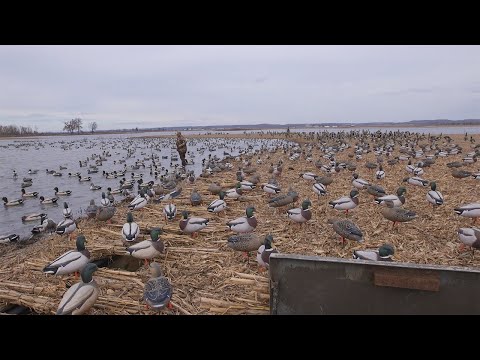 HIGDON OUTDOORS TV -305- "Towhead Part 1"