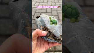 Download lagu Turtle or Lipi-labi❓ #viral #funny #trending #comedy #turtle #kurakura#shorts #subscribe #fyp mp3 Download lagu Turtle or Lipi-labi❓ #viral #funny #trending #comedy #turtle #kurakura#shorts #subscribe #fyp mp3