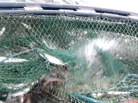 Lohen vapautus rysästä perämeri Hailuoto