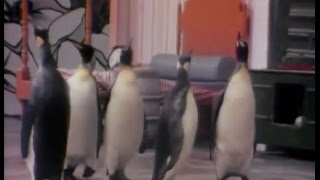 Sesame Street - Penguins Five - Joe Raposo (1971)
