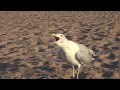 Seagulls Screaming