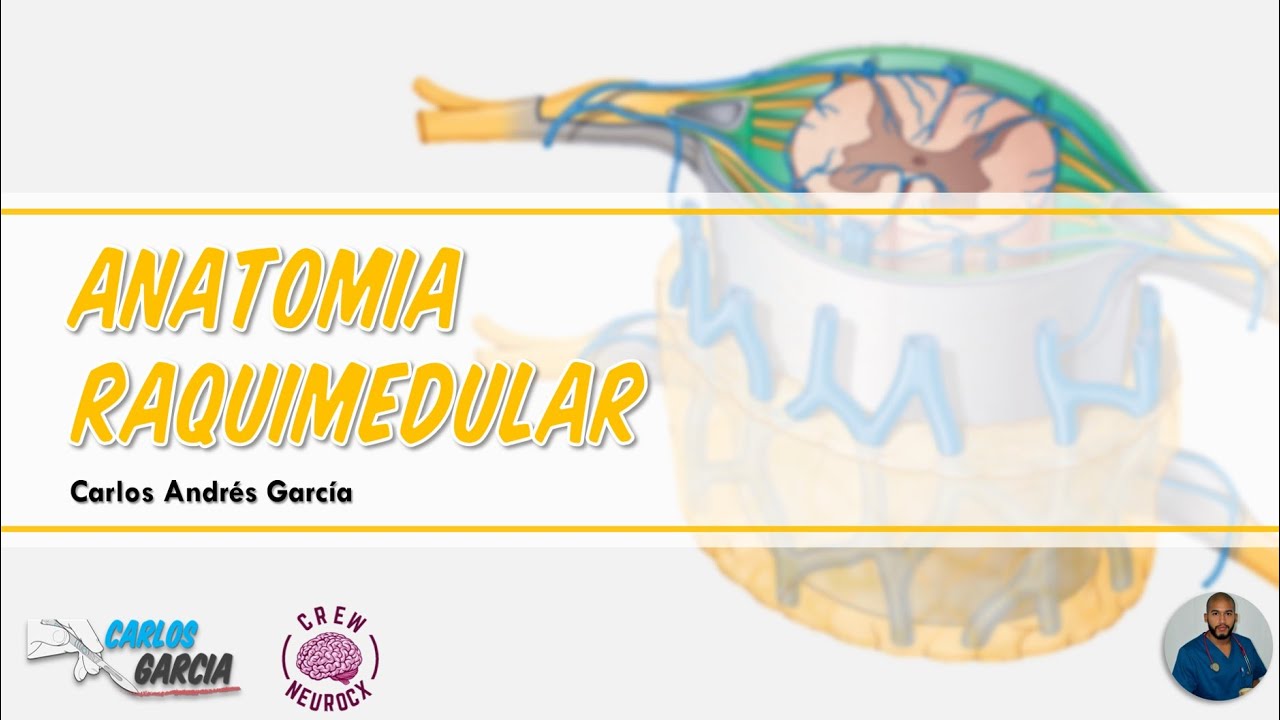 Anatomía y Embriología de la Médula Espinal (Configuración Externa, Meninges y Arterias Espinales)