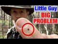 How Loggers Avoid Tick Bites What Actually Works