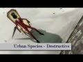 Urban Species - Destructive (video by burgiata ...