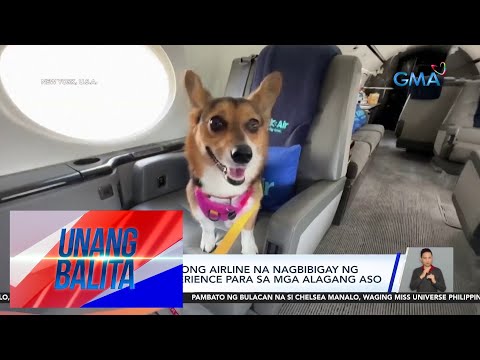 "Bark Air," bagong airline na nagbibigay ng first-class experience para sa mga… Unang Balita