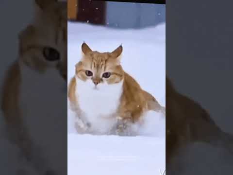 #therian #animals peace loops and ascension