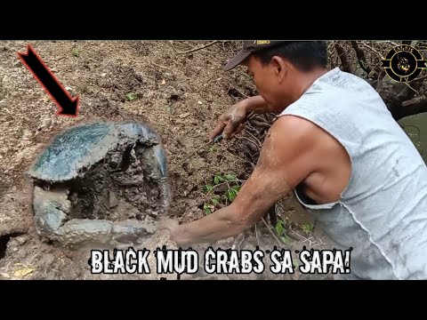 Catching mud crabs||TagBis TV.