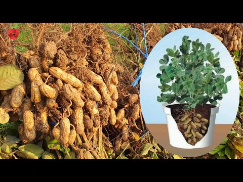 Peanuts - find out how they are planted, processed and when they are taken out of the ground