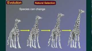Evolution Part 3: Speciation