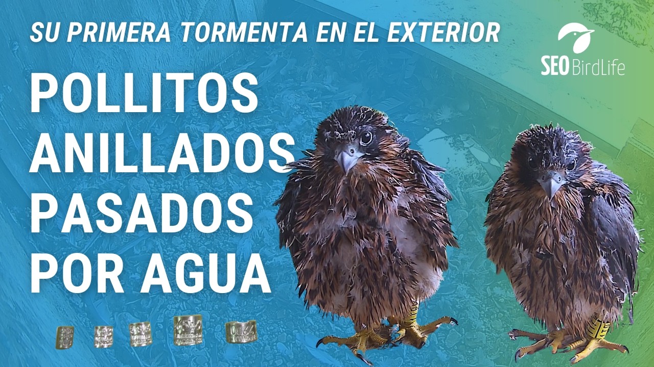 POLLITOS ANILLADOS 💍💍💍🦅· Halcón peregrino · Zamora, Castilla y León, España