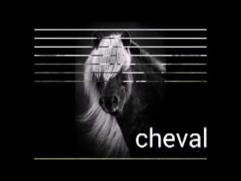 Cheval noir    X.        Cheval blanc